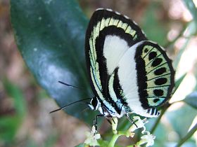 Large Green-banded Blue