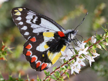 Wood White