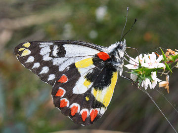 Wood White