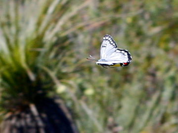 Wood White