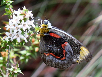 Black Jezebel