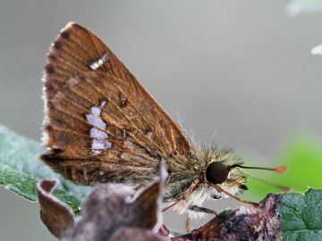 Barred Skipper