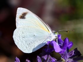 Southern Pearl White