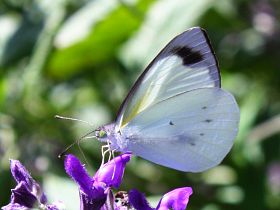 Southern Pearl White