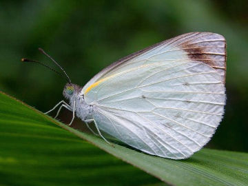 Southern Pearl White