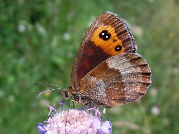 Erebia aethiops