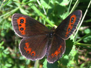 Erebia aethiops