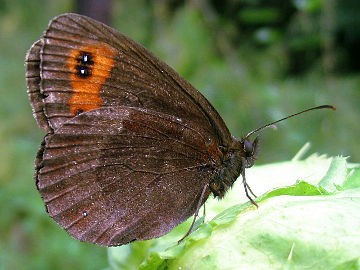 Erebia aethiops