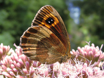 Erebia aethiops