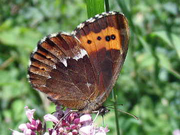 Erebia ligea