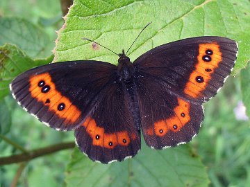 Erebia ligea