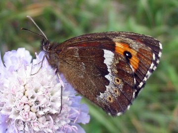 Erebia ligea