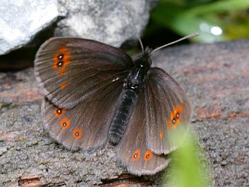 Erebia oeme