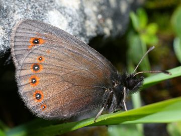 Erebia oeme