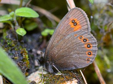 Erebia oeme