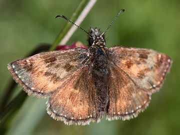 Erynnis tages