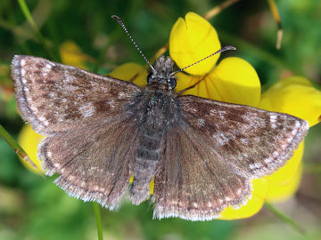 Erynnis tages