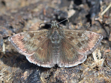 Erynnis tages