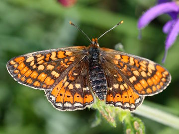 Euphydryas aurinia Euphydryas aurinia