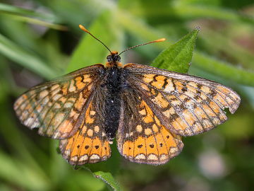 Euphydryas aurinia