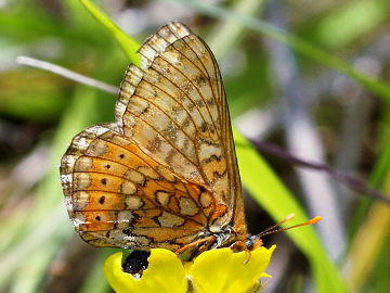 Euphydryas aurinia