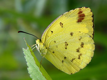 Large Grass Yellow