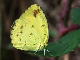 Large Grass Yellow