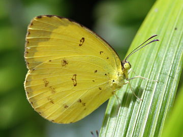 Large Grass Yellow