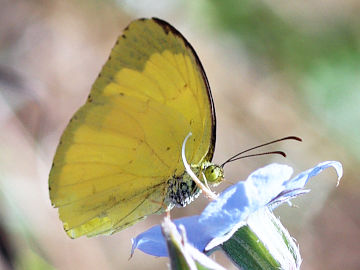 Eurema hecabe