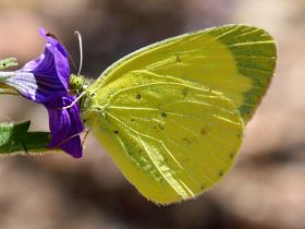 Small Grass Yellow