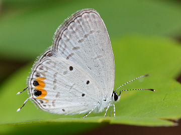 Orange-tipped Pea Blue (Everes lacturnus)