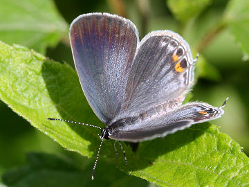 Orange-tipped Pea Blue (Everes lacturnus)