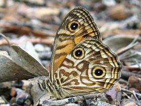 Ringed Xenica