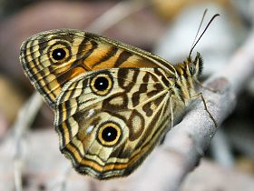 Ringed Xenica