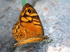 Ringed Xenica