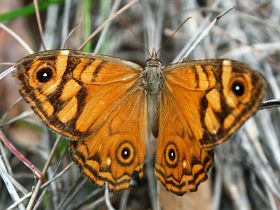 Ringed Xenica