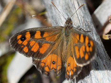 Marbled Xenica