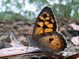 Marbled Xenica