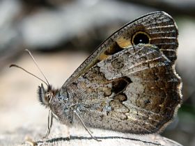 Marbled Xenica