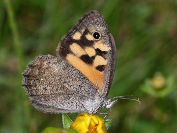 Marbled Xenica