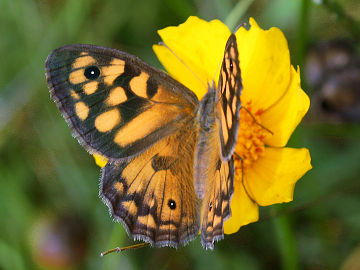 Marbled Xenica