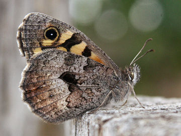 Marbled Xenica