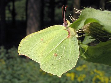 Gonepteryx rhamni