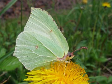 Gonepteryx rhamni