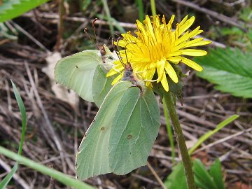 Gonepteryx rhamni