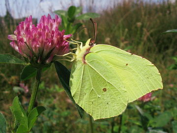 Gonepteryx rhamni