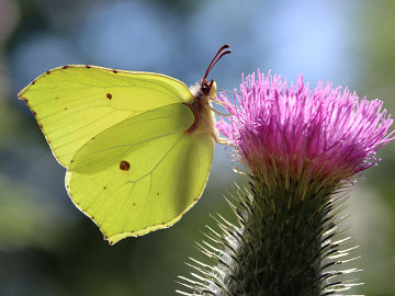 Gonepteryx rhamni