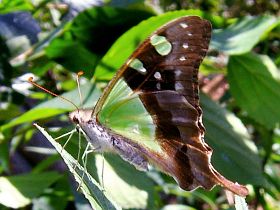 Graphium macleayanus