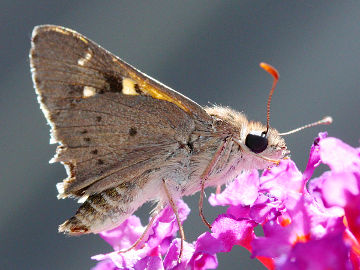 Varied Sedge Skipper (Hesperilla donnysa)