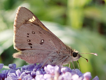 Varied Sedge Skipper (Hesperilla donnysa)